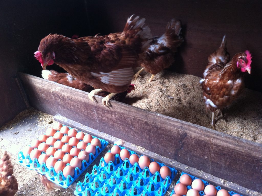 I'm collecting these eggs for your own good. Trust me.
