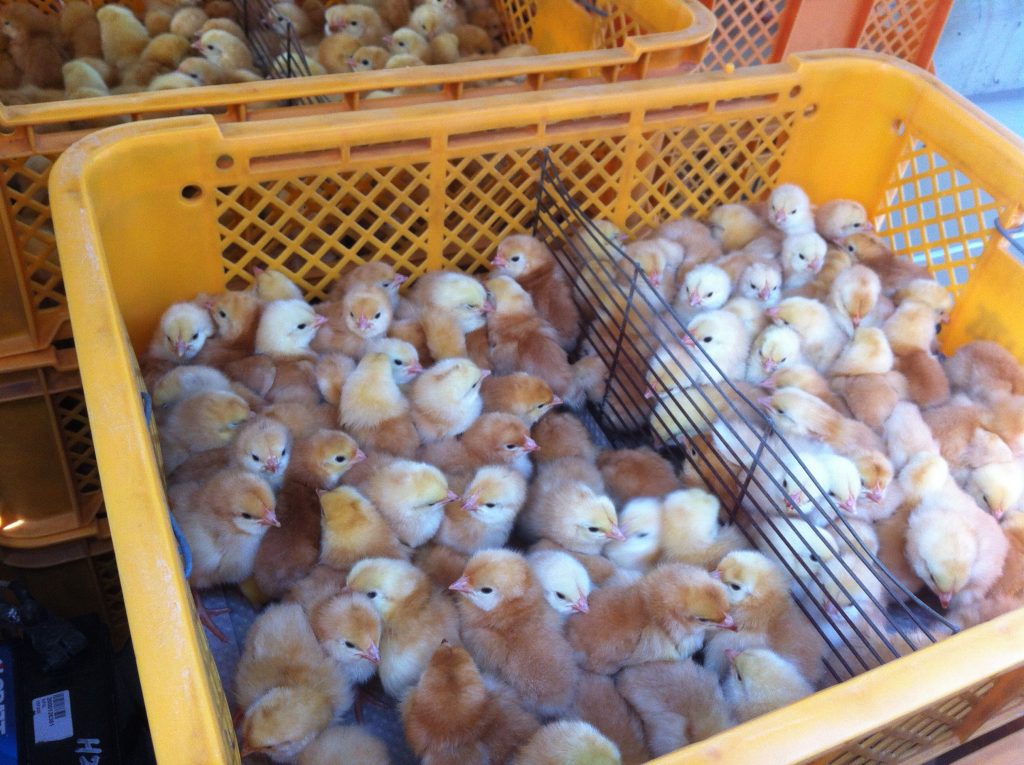 Freshly hatched future