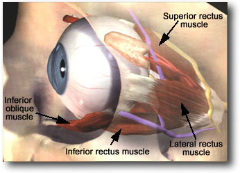 eye-illus